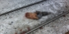 В районе станции Азарово поезд разрезал мужчину напополам