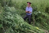 19-летний житель Калужской области вырастил для личных нужд 367 кустов конопли 