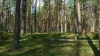 В Калужской области будут проведены лесовосстановительные мероприятия на площади 4 тыс. гектаров  