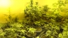 Калужанин оборудовал у себя дома помещение для выращивания марихуаны