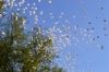 В память о павших в ВОВ солдатах калужане запустят в небо 716 белых шаров