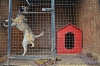 Зоозащитный центр Обнинска, в который регулярно через забор "закидывают" животных, получит субсидию в 200 тысяч рублей