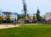 Вчера в новом парке Калуги высадили более 30 рябин и клёнов