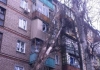 Из-за бюрократии в Калуге 4 месяца не могли убрать упавшее дерево