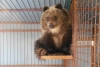 Медвежонок с Камчатки готов к транспортировке в Калугу