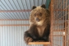 Медвежонок-сирота Машка вылетела с Камчатки в Калугу