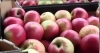 В Калужской области пресечен незаконный ввоз яблок и груш неизвестного происхождения