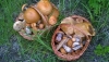 Минсельхоз предложил регулировать сбор грибов и ягод