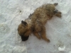 В Калужской области осудили живодера, убившего щенка