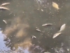 Шапша рассказал о причинах массовой гибели рыбы в калужских реках