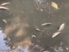 Причиной гибели рыбы в калужских реках стал тепловой шок