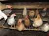 В Калужской области 21 000 домашних птиц уничтожили из-за птичьего гриппа