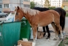 Хозяина лошадей-беспризорников, разгуливающих по Кубяка, оштрафовали