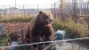 Медведица Маша прогнозирует наступление серьезных холодов в Калуге