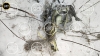 Украинский беспилотник Ту-141 "Стриж" взорвался под Калугой, зацепившись за макушку дерева