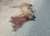 Под Калугой на дороге расстреляли двух собак
