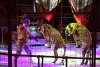 В России могут запретить использовать животных в цирках