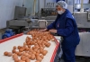 Производство калужских яиц обещают увеличить на 20 млн штук