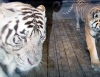 Зоозащитники заинтересовались калужским зоопарком после смерти льва