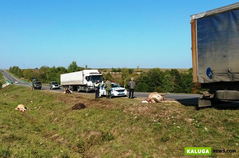 На трассе Калуга-Тула дальнобойщик сбил насмерть 5 коров