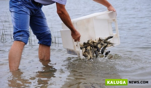В Оку в районе Перемышля, Калуги и Тарусы выпустят несколько тонн мальков стерляди 