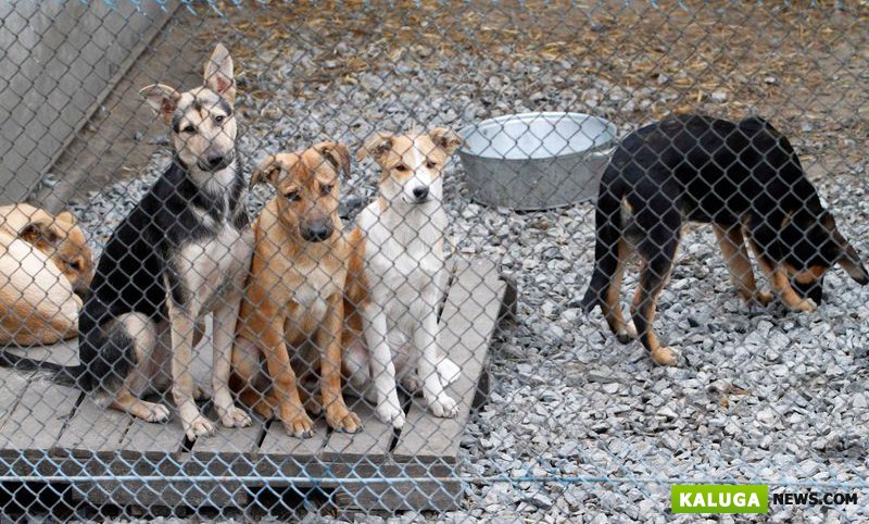 Калужские власти наконец-то задумались о строительстве приюта для животных