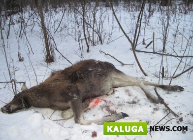 В Калужской области задержаны браконьеры, застрелившие лосиху с двумя детенышами