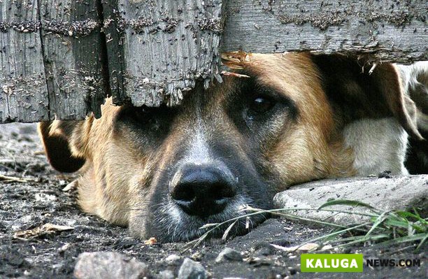 Калужские зоозащитники сообщили о массовой гибели домашних собак от отравления
