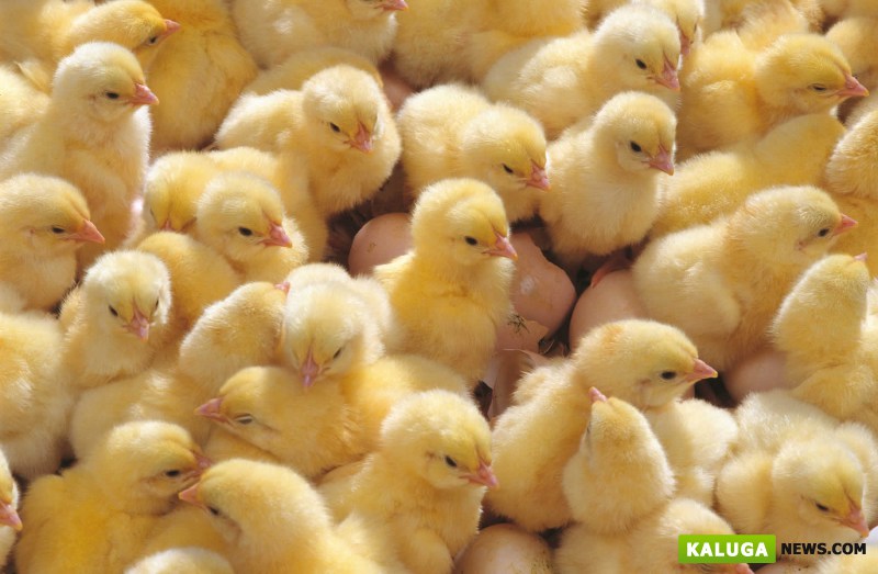 На птицефабрике в Калужской области за ночь погибли 50 тысяч цыплят