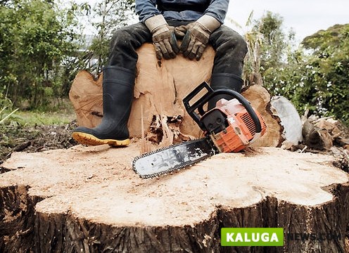 За вырубку 20 деревьев жителю Калужской области грозит 7 лет тюрьмы