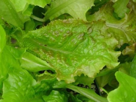 Специалисты Россельхознадзора не пропустили в Калужскую область 14 тонн зараженного цветочным трипсом салата