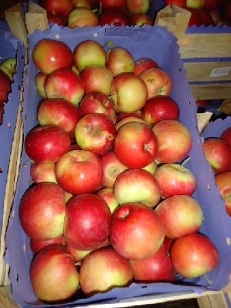 Яблоки из Македонии без фитосанитарных сертификатов возвращены отправителю