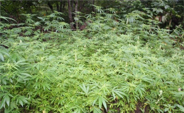 Калужские полицейские нашли в лесу поляну марихуаны