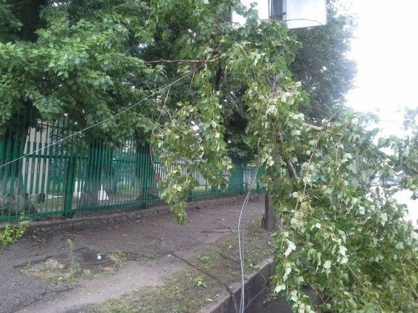 В Калужской области оборванные из-за упавшего дерева провода убили ребёнка