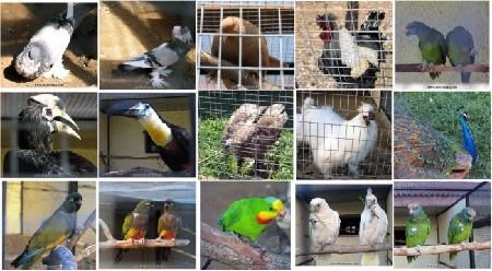 Специалисты обследовали ООО "Парк птиц" на право ввоза и размещения домашних кур из Чехии