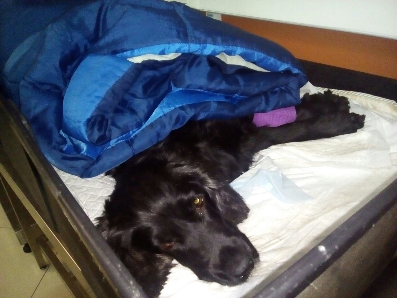 Калужской собаке-поисковику собирают деньги на срочную операцию 