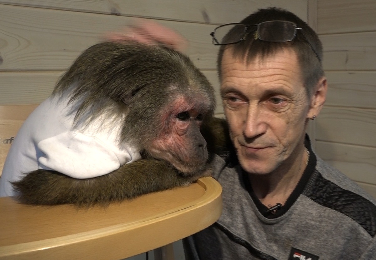 Супруги из Калужской области приютили шесть обезьянок