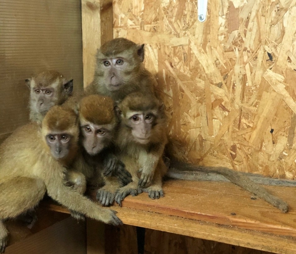 Калужский "Феникс" приютит 38 контрабандных обезьянок