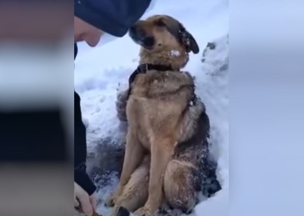 В Калуге спасли собаку, вмерзшую в лед
