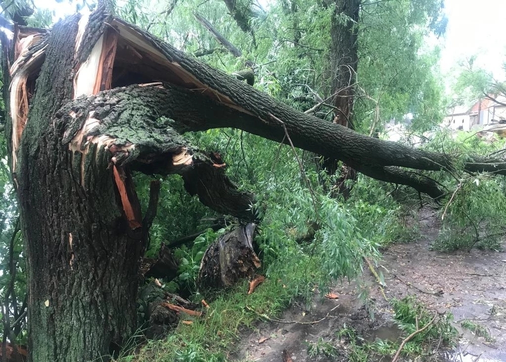 Под Калугой подростка убило упавшим деревом