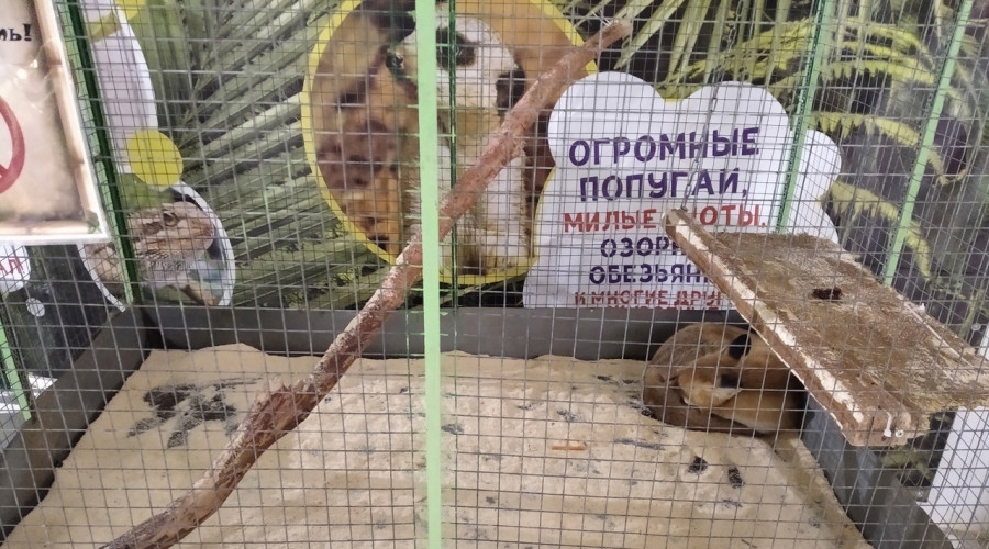 В Калуге руководство зоовыставки оштрафовали за плохое содержание животных