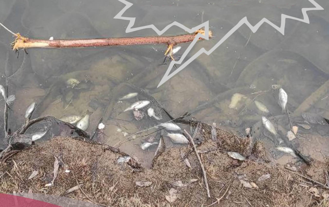 В Пуховском пруду произошел массовый мор рыбы