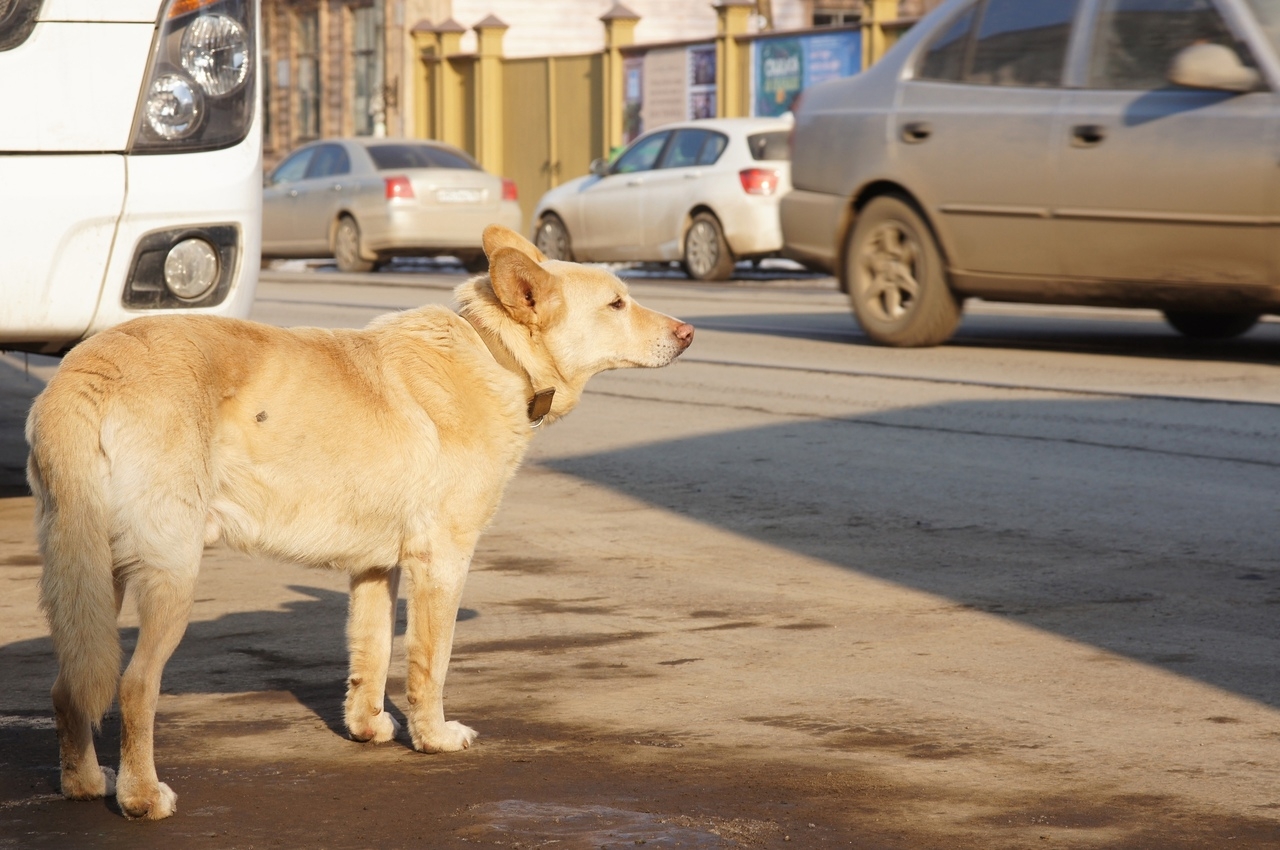 Россиян предложили штрафовать на сумму от 16 тысяч рублей за самовыгул собак