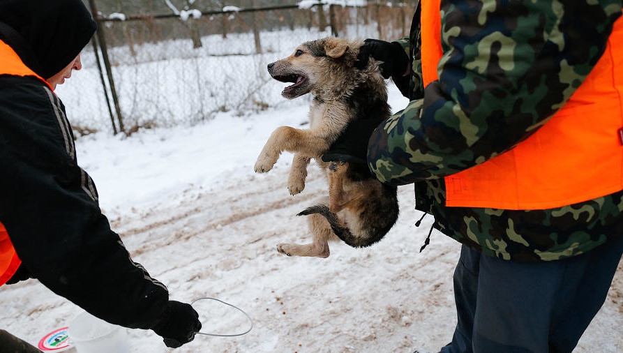 362 бездомные собаки отловили в Калуге