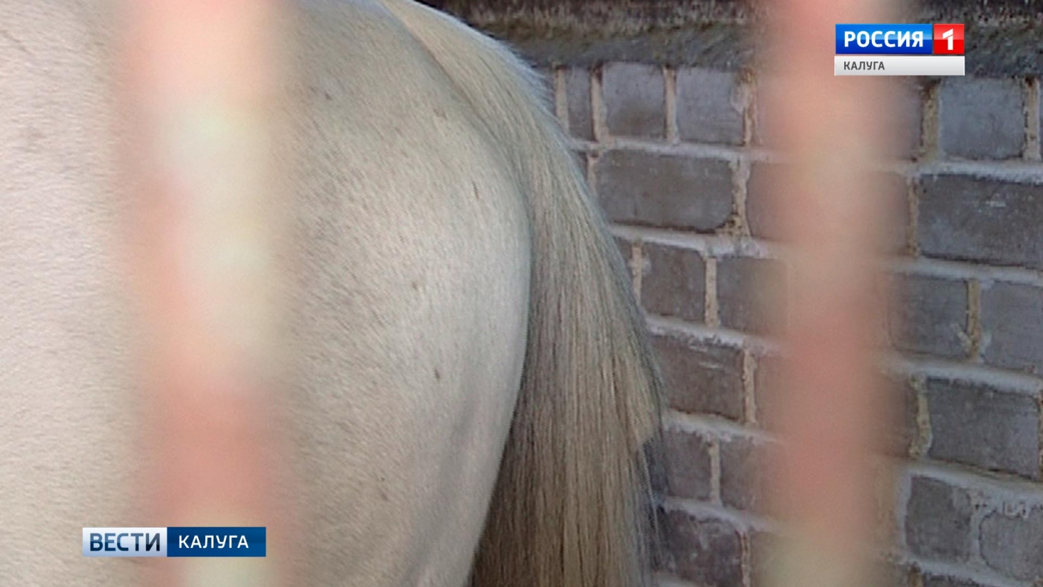 В конной школе опровергли информацию о том, что злоумышленники отрезали лошадям хвосты