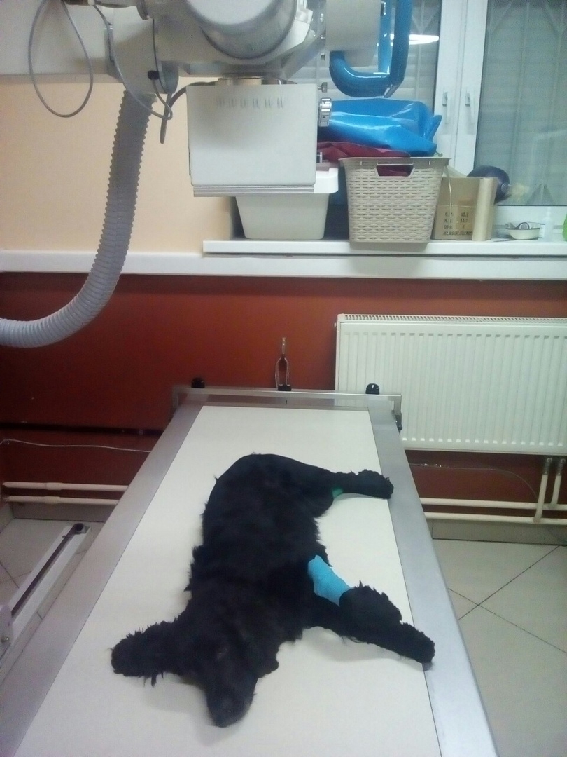 Калужской собаке-поисковику собирают деньги на срочную операцию 