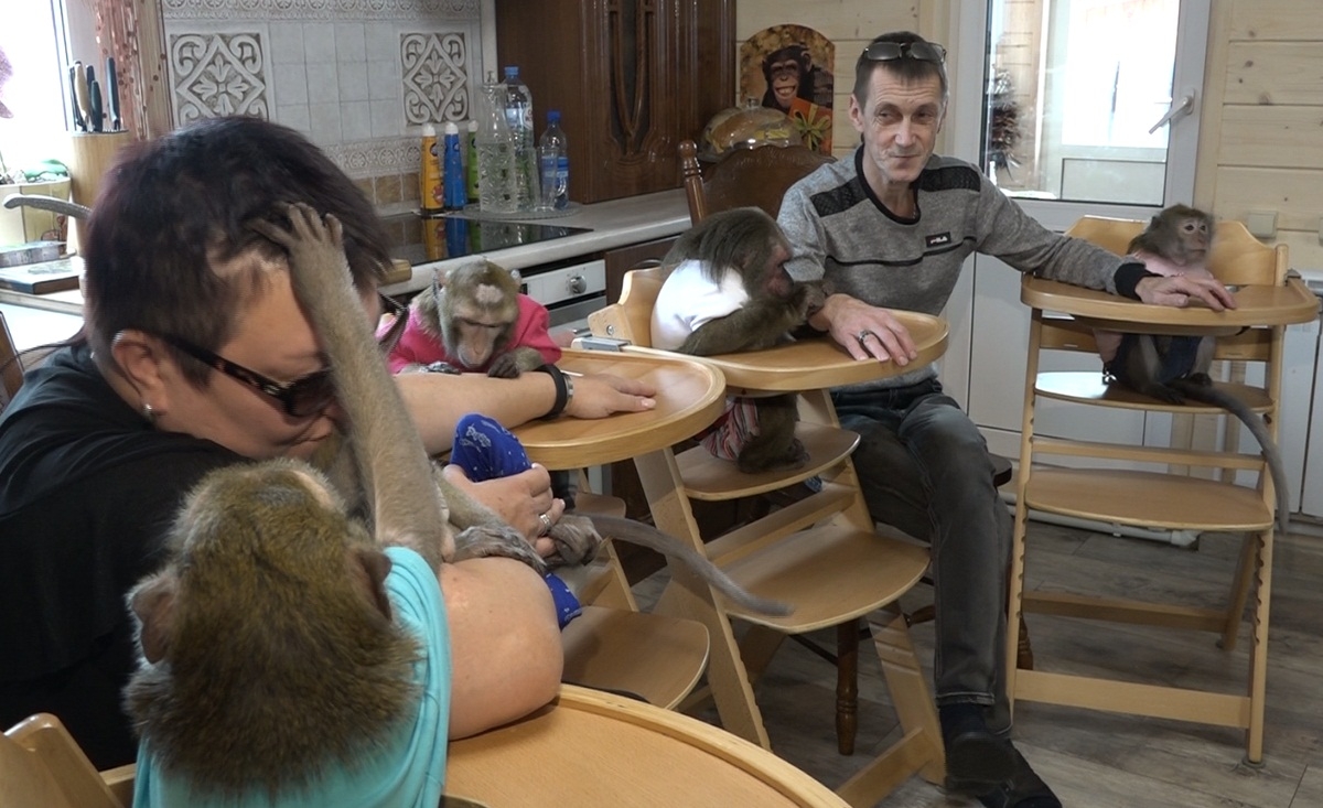 Супруги из Калужской области приютили шесть обезьянок