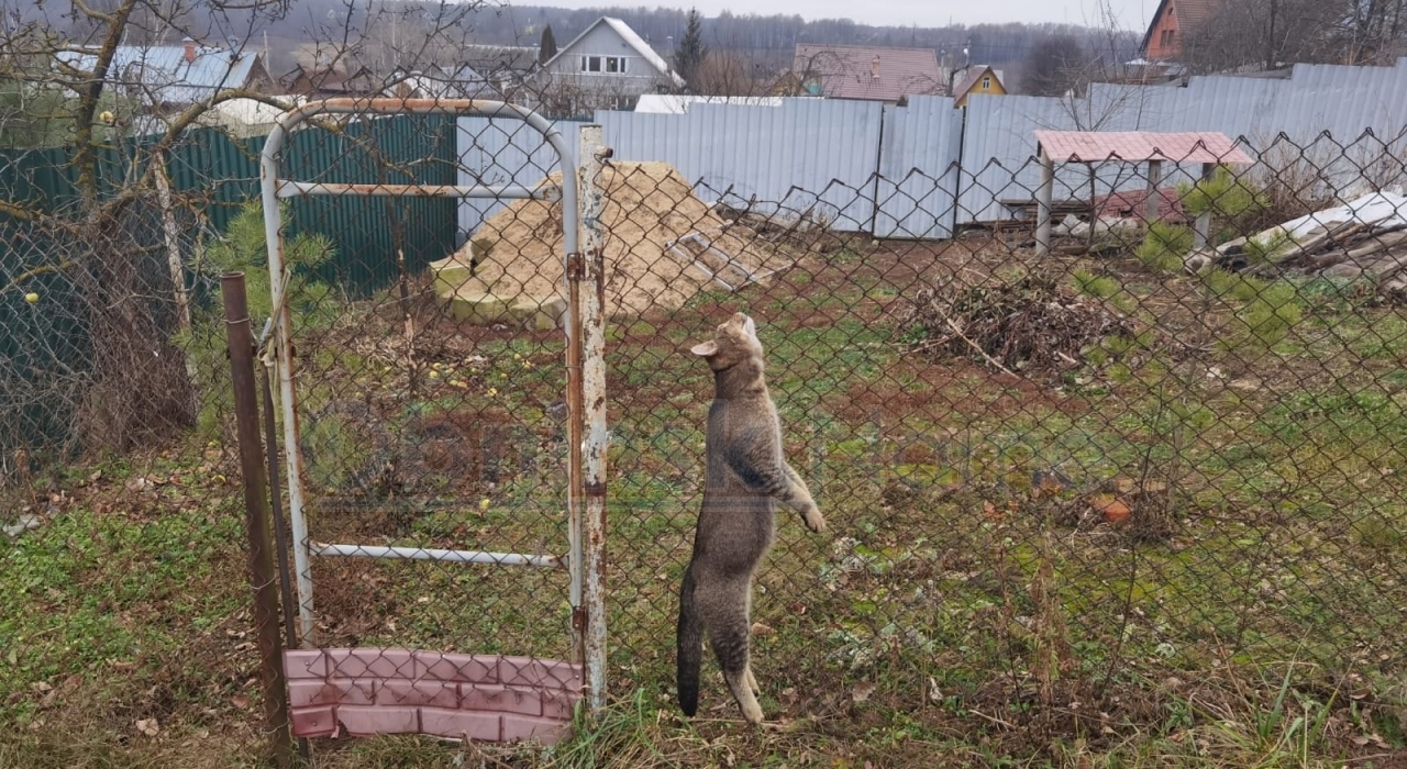 Живодеры повесили на заборе домашнего кота