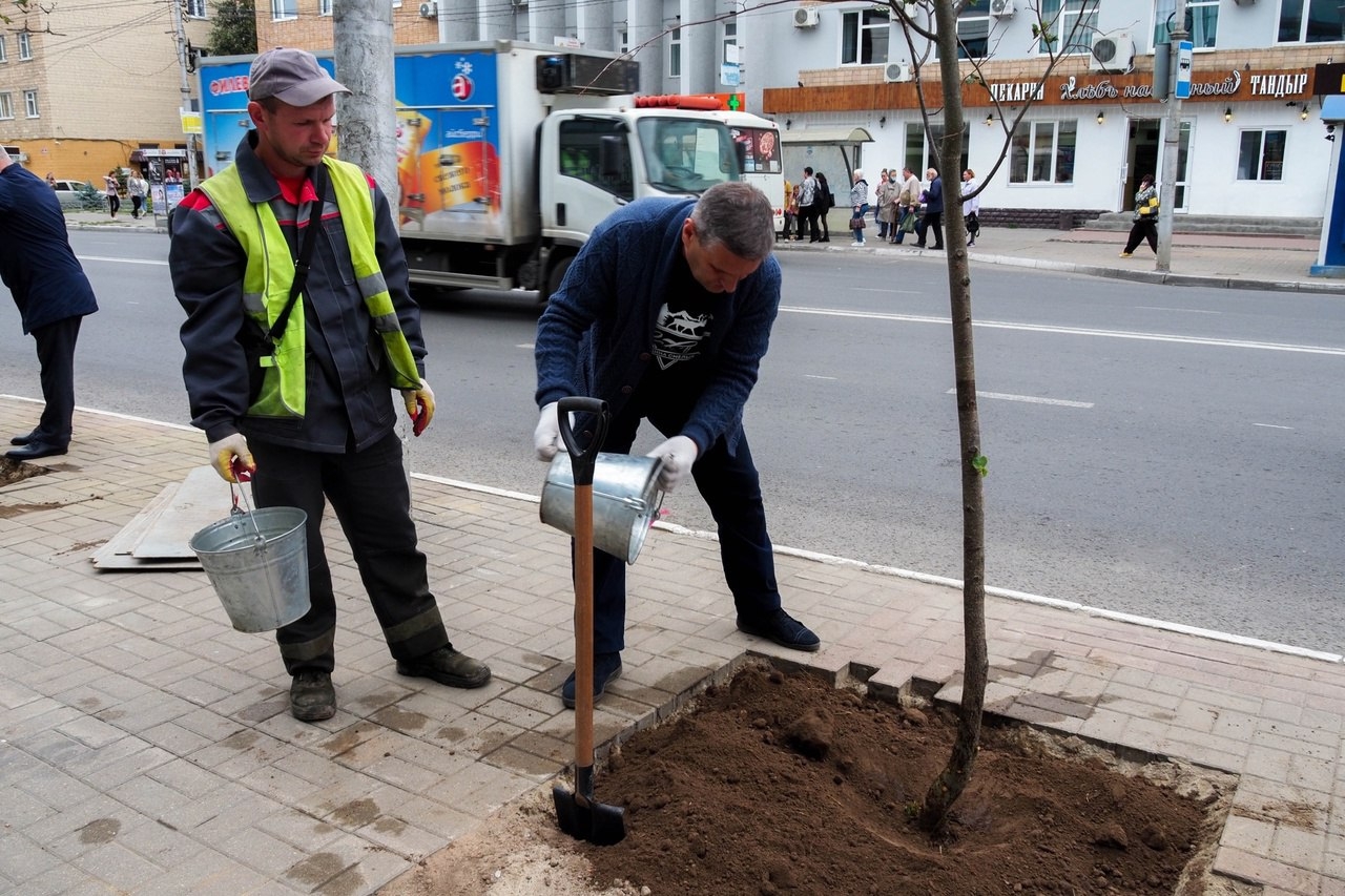 В центре Калуги высадили новые деревья